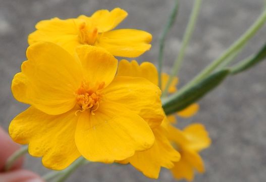 Image of woolly paperflower