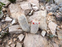 صورة Mammillaria pottsii Scheer ex Salm-Dyck