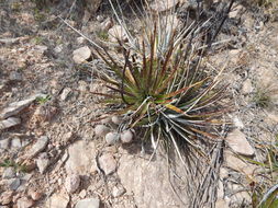 صورة Mammillaria pottsii Scheer ex Salm-Dyck