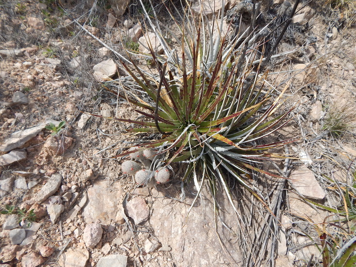 Image of Pott's Nipple-cactus