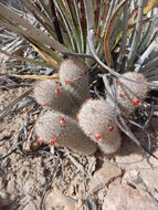 صورة Mammillaria pottsii Scheer ex Salm-Dyck