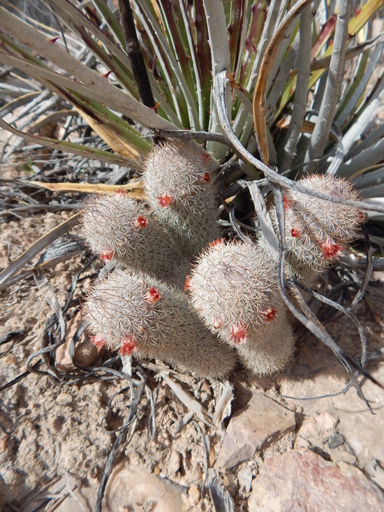 Image of Pott's Nipple-cactus