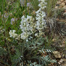 Imagem de Oxytropis sericea Torr. & A. Gray