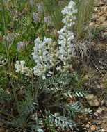 Image of white locoweed