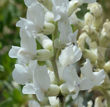 Image of white locoweed