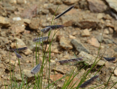 Plancia ëd <i>Chondrosum gracile</i>