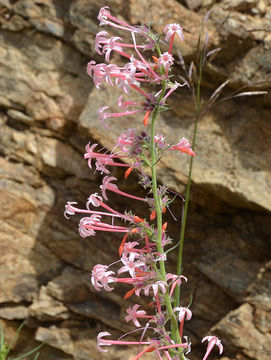 Image of Scarlet Gilia