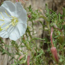 Imagem de Oenothera coronopifolia Torr. & Gray