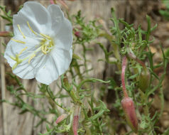 Imagem de Oenothera coronopifolia Torr. & Gray