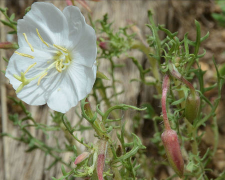 Image of crownleaf evening primrose