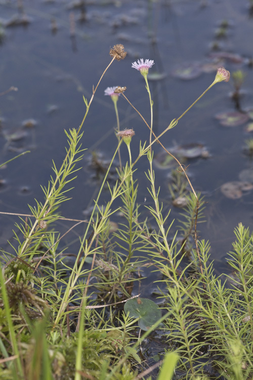 صورة Sclerolepis uniflora (Walt.) Britt., Sterns & Pogg.