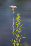 صورة Sclerolepis uniflora (Walt.) Britt., Sterns & Pogg.