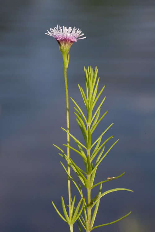 Image of Pink Bogbutton