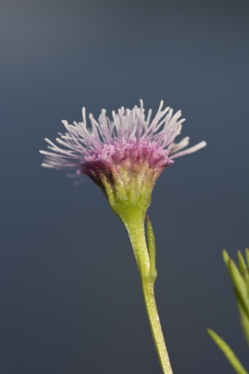 صورة Sclerolepis uniflora (Walt.) Britt., Sterns & Pogg.