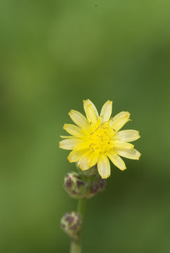 Imagem de Lactuca canadensis L.