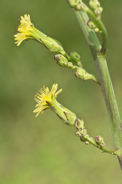 Imagem de Lactuca canadensis L.