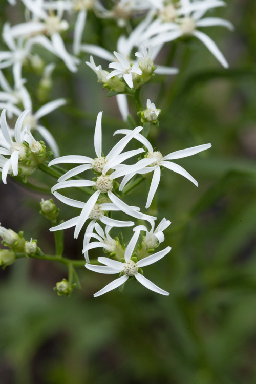 Image of narrowleaf whitetop aster