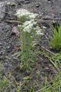 Image of narrowleaf whitetop aster