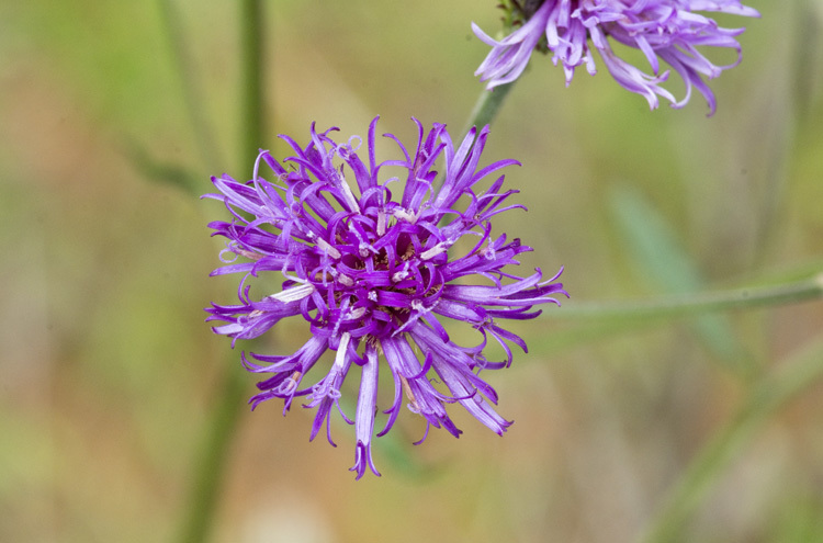 Image of stemless ironweed