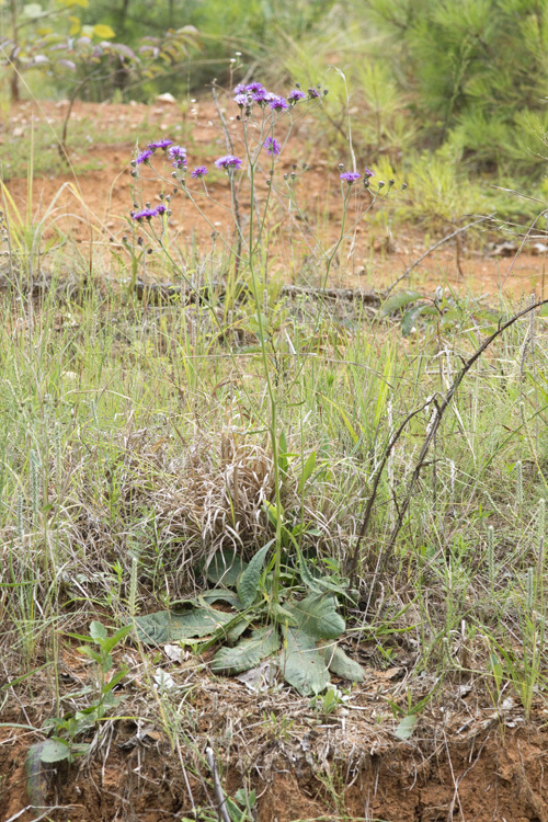 Image of stemless ironweed