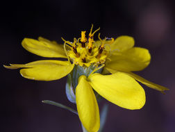 Plancia ëd Calycadenia truncata DC.