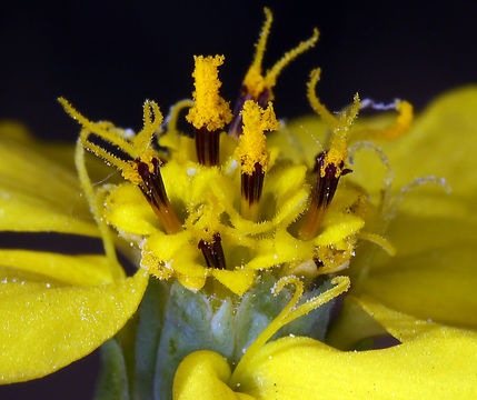 Image of Oregon western rosinweed