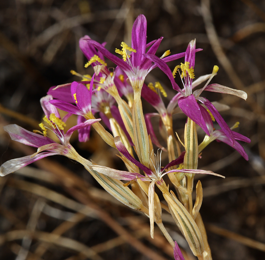 Image of charming centaury