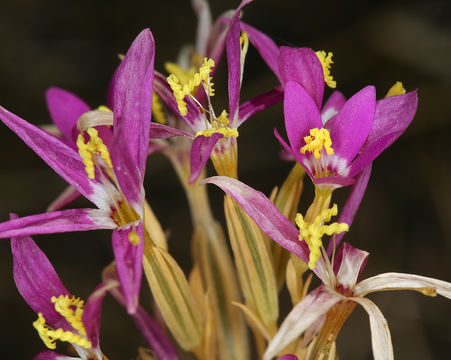 Zeltnera venusta (A. Gray) G. Mansion resmi