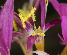 Zeltnera venusta (A. Gray) G. Mansion resmi