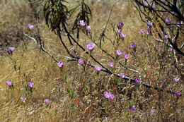 Image of winecup clarkia