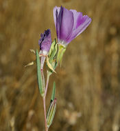 Image of winecup clarkia