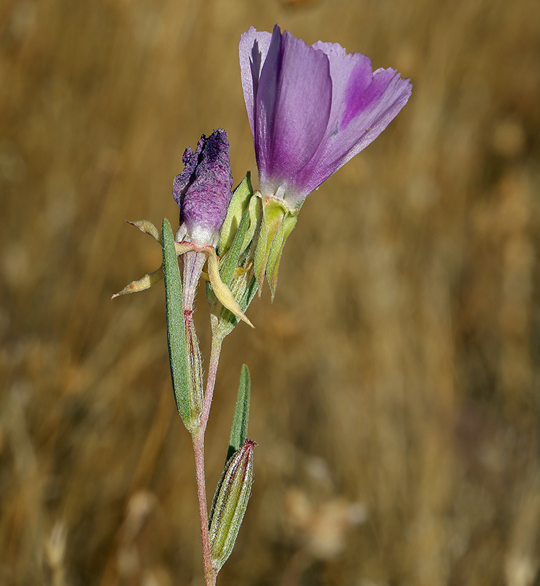 Image of winecup clarkia