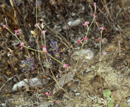 Imagem de Eriogonum dasyanthemum Torr. & Gray