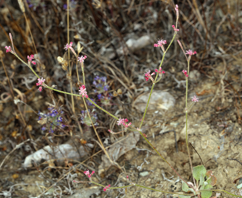 Imagem de Eriogonum dasyanthemum Torr. & Gray