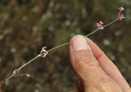 Imagem de Eriogonum dasyanthemum Torr. & Gray