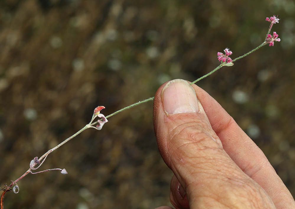 Imagem de Eriogonum dasyanthemum Torr. & Gray