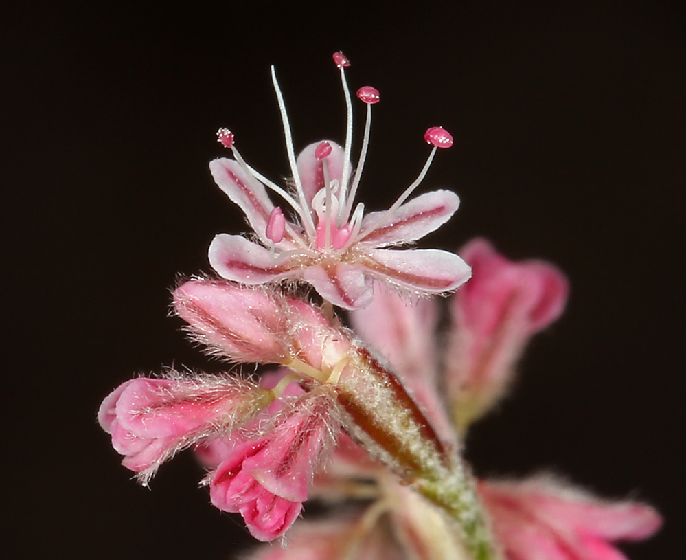 Imagem de Eriogonum dasyanthemum Torr. & Gray