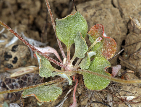 Image of chaparral buckwheat