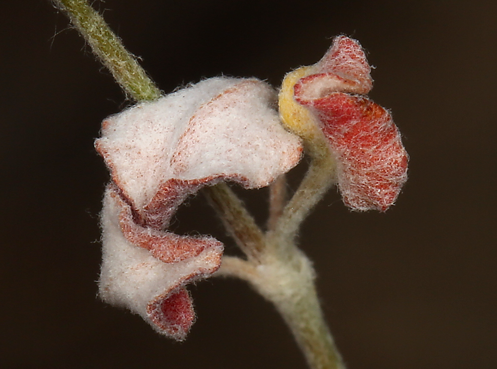 Imagem de Eriogonum dasyanthemum Torr. & Gray