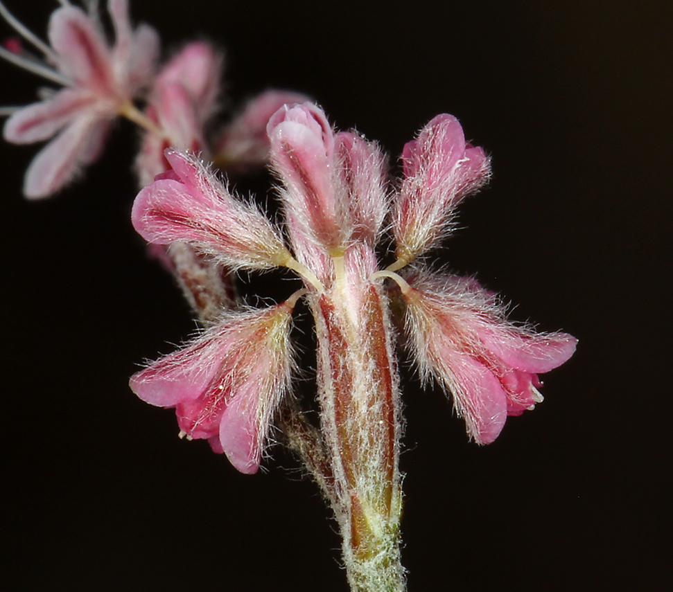 Imagem de Eriogonum dasyanthemum Torr. & Gray