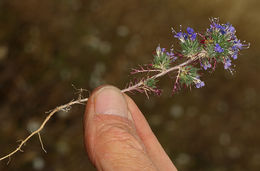 Image of Jepson's Pincushion-Plant