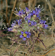 Image of Jepson's Pincushion-Plant