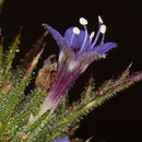 Image of Jepson's Pincushion-Plant