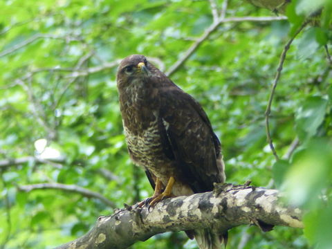 Image of Common Buzzard