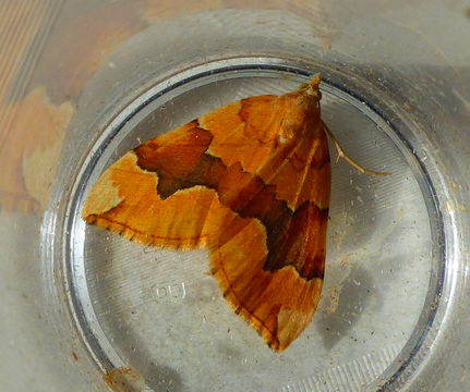 Image of barred yellow