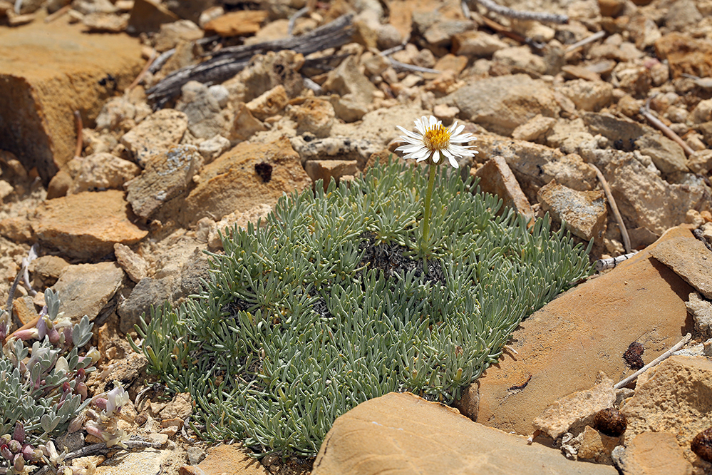 Слика од Erigeron compactus Blake