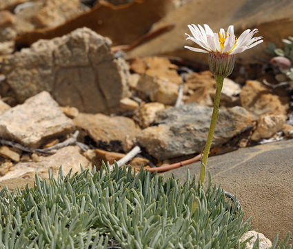 Image de Erigeron compactus Blake