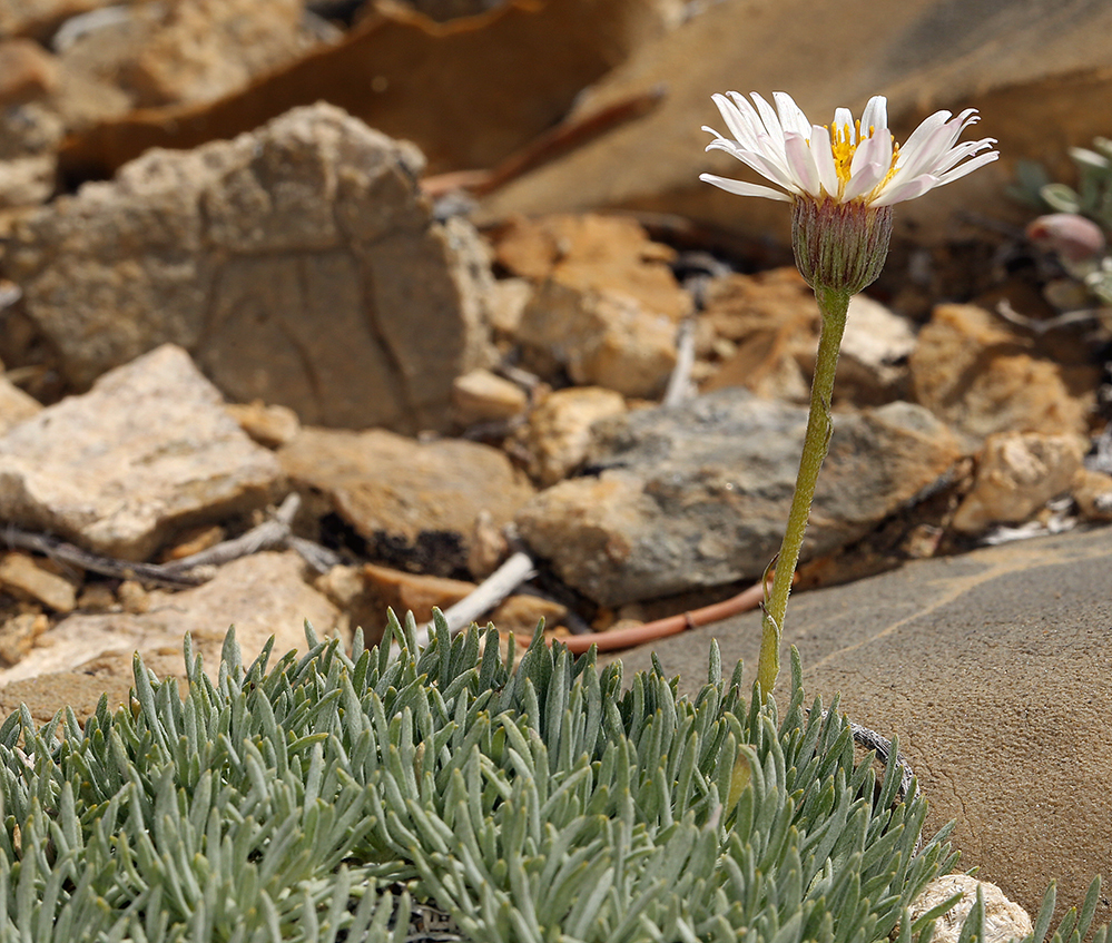 Слика од Erigeron compactus Blake