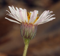 Слика од Erigeron compactus Blake