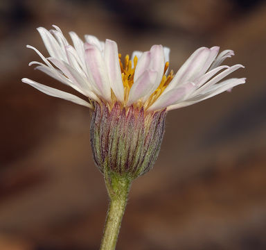 Image de Erigeron compactus Blake